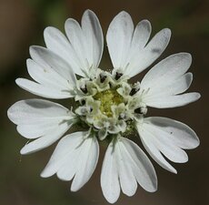 Hemizonia congesta luzulifolia flower